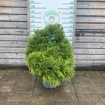 Kryptomeria japonská (Cryptomeria japonica) ´GLOBOSA NANA´ - výška 100-120 cm, ⌀ rastliny 70-100 cm, kont. C45L